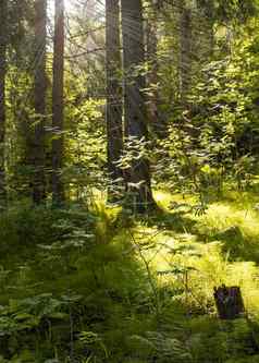密集的松绿色森林射线阳光太阳打破叶子树