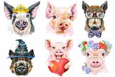 集猪肖像动物水彩插图白色背景