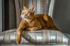 红色的猫阿比西尼亚品种谎言椅子重要的构成