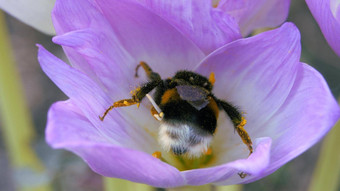 大黄蜂收集花粉蓝色的秋天花