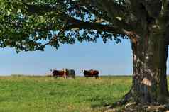 集团多彩色的牛肉牛田园绿色农村牧场包含电栅栏