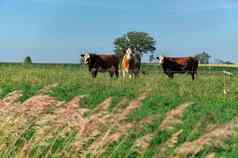 集团多彩色的牛肉牛绿色农村牧场包含电栅栏
