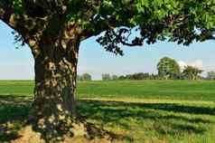 田园夏天场景农场巨大的枫木树绿色牧场阳光明媚的一天