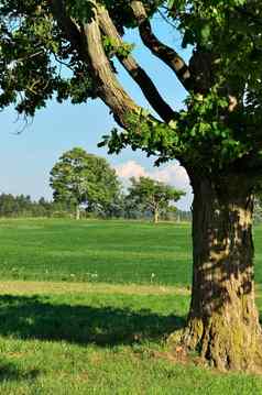 田园夏天场景农场巨大的枫木树绿色牧场阳光明媚的一天