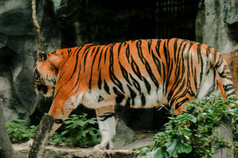 老虎走动物园笼子里