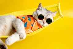 有趣的白色猫太阳镜谎言织物吊床黄色的背景