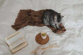 可爱的猫睡觉<strong>首页</strong>书杯柠檬<strong>茶首页</strong>装饰温暖的软床上斯堪的那维亚风格舒适概念