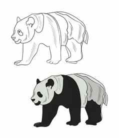 插图着色书颜色黑色的白色画熊猫熊白色孤立的背景