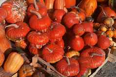 红色的头巾南瓜木盒子蔬菜大秋天南瓜收获很多南瓜特写镜头南瓜背景