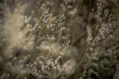 对比棕色（的）灰色光摘要真正的自然照片背景宏草地场草花小麦草季节秋天冬天春天夏天语气股票集合模糊古董效果极简主义