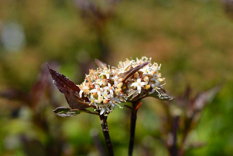 白色山<strong>茱萸</strong>kesselringii