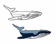 插图着色书颜色黑色的白色画鲸鱼白色孤立的背景