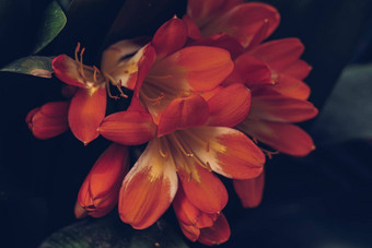真正的美自然照片背景<strong>君子</strong>兰miniata故乡布什非洲高粱莉莉草植物石蒜科漏斗形状的花伞形花序花序花瓣颜色朱砂红色的橙色黄色的关闭布鲁姆