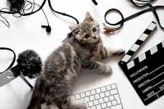 猫记录工作室