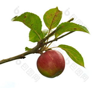 新鲜的苹果新鲜的苹果自然设置白色背景