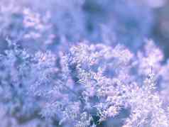 健美的图像植被灌木丛草杂草冷蓝色的光背景