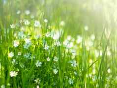 草地草地草精致的白色花阳光夏天一天