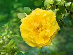郁郁葱葱的黄色的波斯玫瑰巴德绿色布什绿色背景
