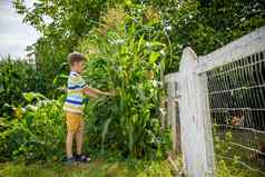 肖像可爱的孩子男孩场农村绿色植物玉米夏天一天生态自然农业夏天休闲村概念