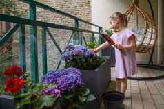 女孩植物紫色的绣球花阳台