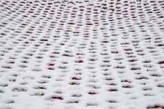 白色红色的背景雪吊床雪模式