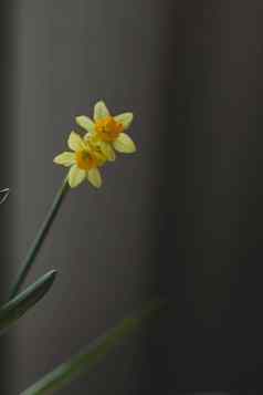 美丽的盛开的新鲜的黄色的水仙花孤立的春天复活节壁纸