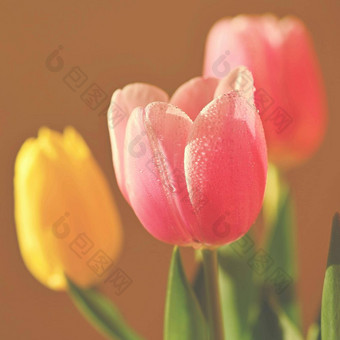 <strong>春天背景</strong>花美丽的色彩斑斓的郁金香阳光明媚的一天自然摄影春天时间