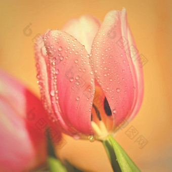 <strong>春天背景</strong>花美丽的色彩斑斓的郁金香阳光明媚的一天自然摄影春天时间