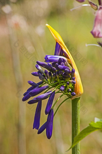 agapantthus<strong>花开放</strong>