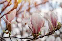 白色粉红色的木兰花分支温暖的春天阳光明媚的一天