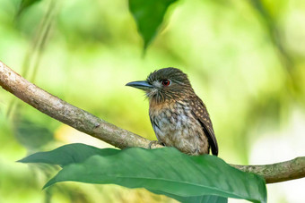 white-whiskeredpuffbird马拉<strong>科普</strong>蒂拉帕纳蒙西斯科斯塔黎加