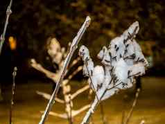 白雪覆盖的分支美丽的冬天景观白雪覆盖的树晚上照片