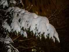 白雪覆盖的分支美丽的冬天景观白雪覆盖的树晚上照片