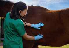 兽医长被认为是监护人动物福利拍摄年轻的兽医检查马农场