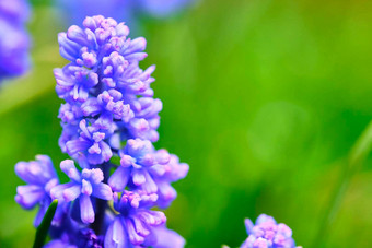 薰衣草布什紫色的花特写镜头美丽的草颜色