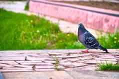鸽子在哪里城市街道城市鸟颜色