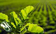 叶甜菜根新鲜的绿色叶子糖甜菜根幼苗行绿色年轻的甜菜叶子增长有机农场