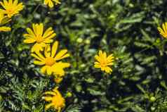 真正的摘要自然美照片背景很多黄色的绿色洋甘菊草花小布鲁姆草地花夏天太阳温暖的一天植物护理宏关闭花序花瓣布鲁姆