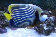皇帝神仙鱼波马坎图斯最高统治者海洋神仙鱼热带鱼君威神仙鱼海洋鱼美丽的颜色美丽的珊瑚鱼水族馆阴影蓝色的黄色的尾巴