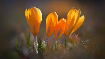 春天背景花漂亮的彩色的开花番红花属藏红花阳光明媚的一天自然摄影春天时间
