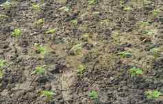农业日益增长的植物植物幼苗年轻的婴儿植物日益增长的发芽序列肥沃的土壤背景