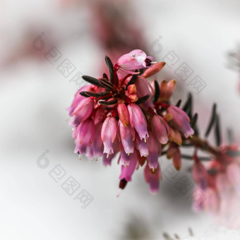 盛开的粉红色的花艾丽卡carnea雪<strong>春天背景</strong>园艺概念