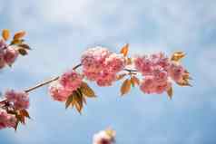 春天粉红色的樱桃花朵花樱花季节