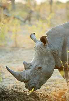 保存犀牛拍摄犀牛自然栖息地