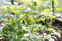 番茄豆芽温室发芽番茄盆栽番茄幼苗春天幼苗园艺日益增长的西红柿年轻的发芽温室日益增长的植物小黄色的花
