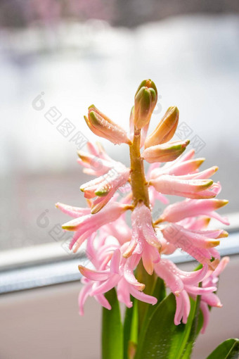 风信子粉红色的惊喜荷兰风信子春天花香水盛开的风信子象征早期春天新鲜的早期春天紫色的粉红色的风信子灯泡花圃风信子