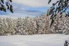 灿烂的风景冬天神奇的冷淡的早....森林snow-cowered松树阳光神奇的山高地令人惊异的冬天背景美妙的圣诞节场景
