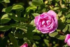 花犬蔷薇玫瑰果日益增长的自然野生玫瑰盛开的自然环境春天阳光明媚的夏天一天快乐母亲一天卡阳光明媚的天气