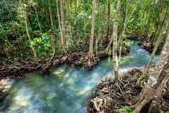 热带树根塔砰的一声红树林沼泽森林流水运河首歌南泰国