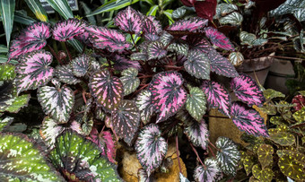 雷克斯秋海棠属植物叶绿色粉红色的叶模式装饰花园